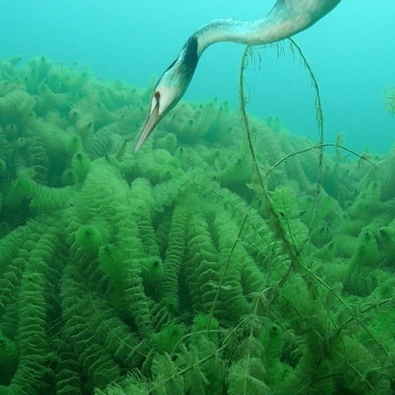 Haubentaucher taucht nach unten zwischen Wasserpflanzen.