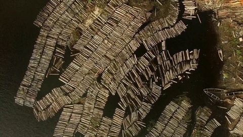 Luftbild : Hunderte Baumstämme im Wasser.