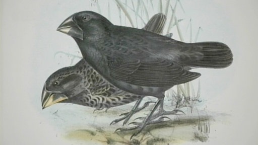 Farbige Zeichnung zweier verschiedener Finken