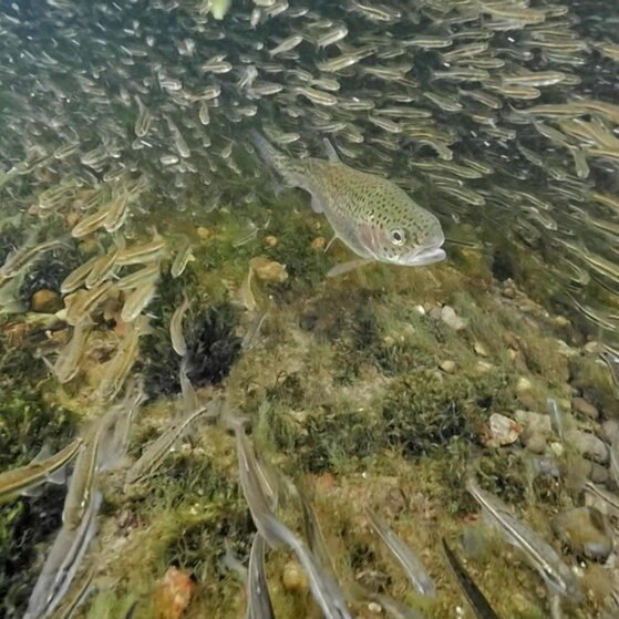 Forelle inmitten eines Schwarms Elritzen.