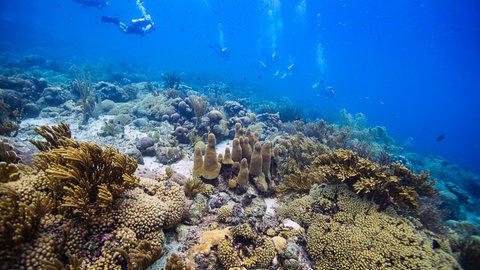 Landschaft unter Wasser mit ein paar Tauchern