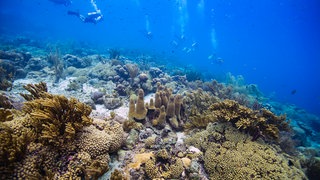 Landschaft unter Wasser mit ein paar Tauchern