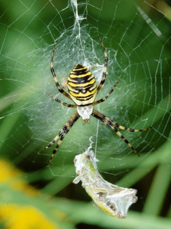 Spinnen Hintergrund Inhalt Lebensraume In Haus Und Garten Wissenspool