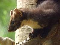 Raubtiere des Waldes | Unterricht | Inhalt | Lebensräume - Große