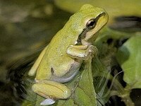 Froschlurche Hintergrund Inhalt Lebensräume Im Teich Wissenspool