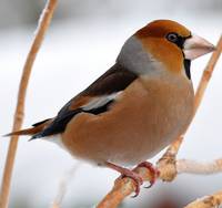 Bericht aus der Praxis: Vögel im Winter | Unterricht | Inhalt