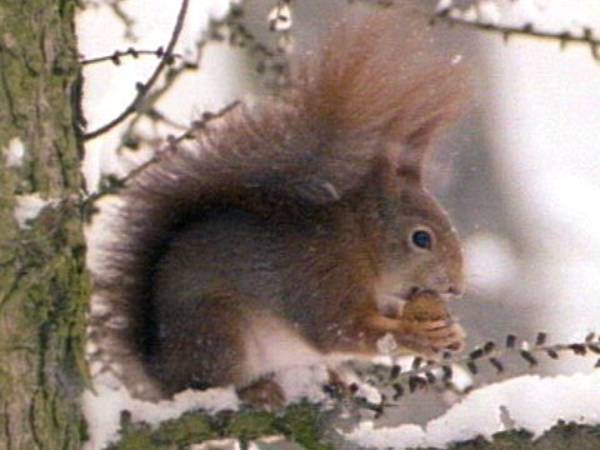 Eichhornchen Tiere Als Kulturfolger Hintergrund Inhalt