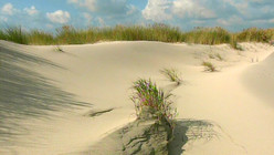 Sanddüne, auf der einzelne Pflanzen wachsen, vor blauem Himmel mit einigen Wolken. (Rechte: SWR- Print aus der Sendung)
