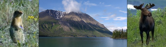 Collage: Murmeltier, Berg am See und Elch in einem kanadischen Nationalpark (Quelle: Screenshots WDR)