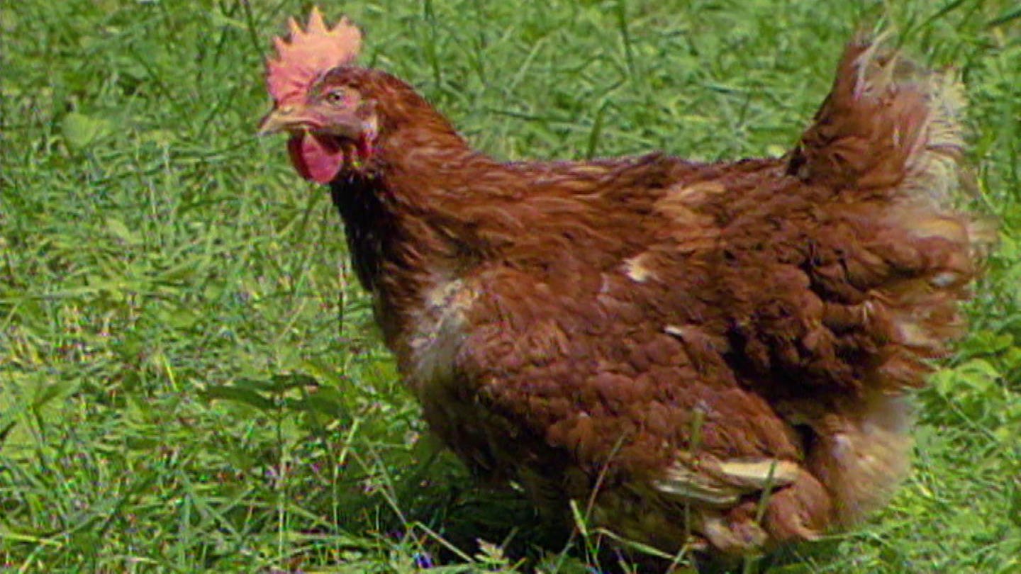 Freiheit für ein Huhn · Tiere und Pflanzen (Foto: SWR)