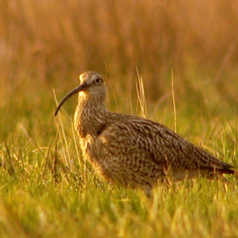 Naturschutz am Bodensee Schule