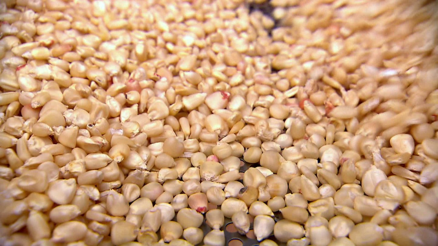 Die Maispflanze zwischen Hunger und Profit
