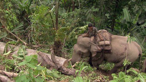 Artenschutz mit Arbeitselefanten in Laos (Foto: WDR)