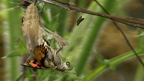 Von der Raupe zum Schmetterling (Foto: WDR)