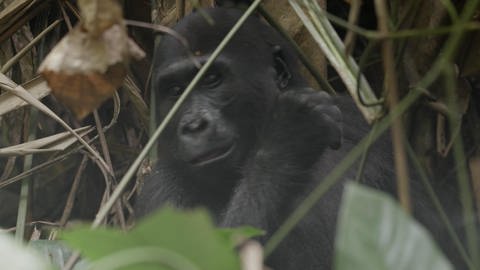 Bedrohter Lebensraum der Flachland-Gorillas (Foto: WDR)