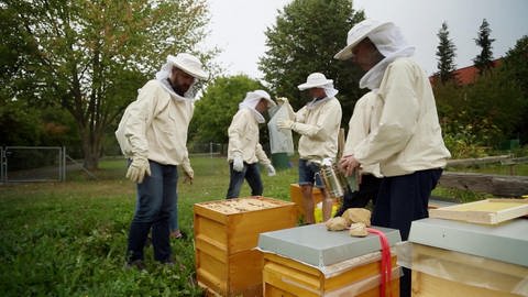 Das Leben der Bienen – in Natur und in Virtual Reality (Foto: SWR)