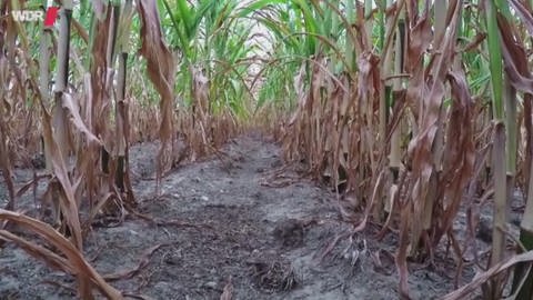 Der Mais vertrocknet auf den Feldern (Foto: WDR)