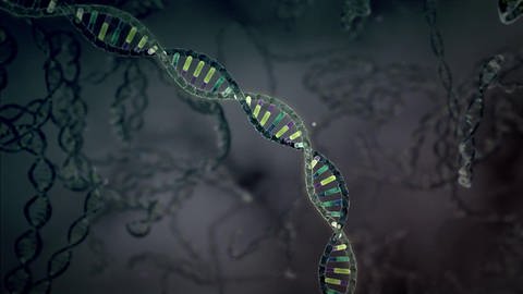 Die DNA - Träger der Erbinformation (Foto: SWR)