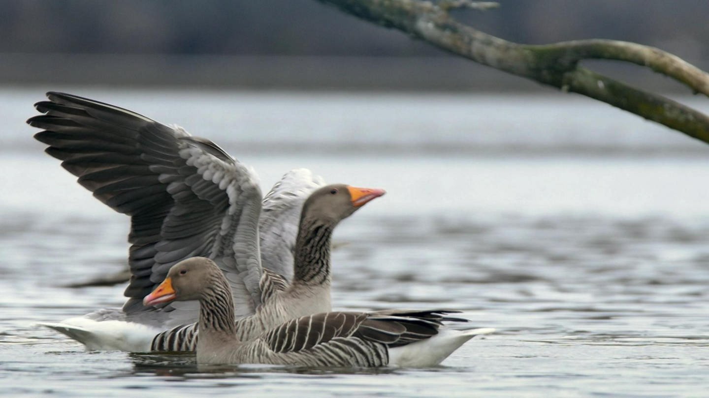 Deutschland: Rettung für die Vogelwelt am Bodensee · Naturparadiese mit Zukunft (Foto: WDR)