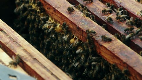 Bienen in der Stadt (Foto: SWR / WDR)
