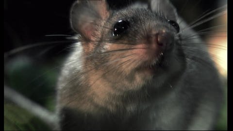 Jäger der Nacht - echte und falsche Mäuse (Foto: SWR)