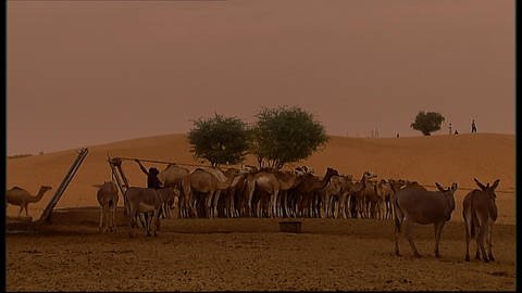 Das Leben in der Wüste wird härter (Foto: SWR)