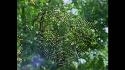 Ein Wunderwerk der Natur: Spinnennetze (Foto: SWR)