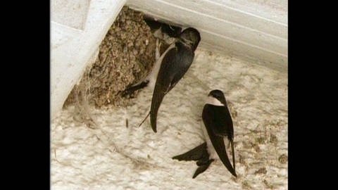 Mehlschwalben an der Hauswand (Foto: SWR)