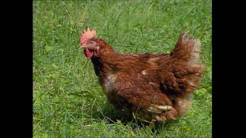 Effektiv und anspruchslos - das Huhn in der Legebatterie (Foto: SWR)
