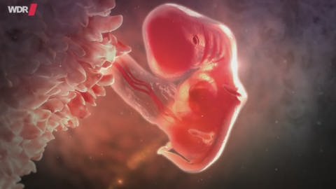 Wie sich das Geschlecht im Mutterleib entwickelt (Foto: WDR)