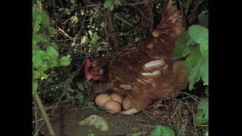In Freiheit angekommen - das Huhn nach drei Wochen (Foto: SWR)