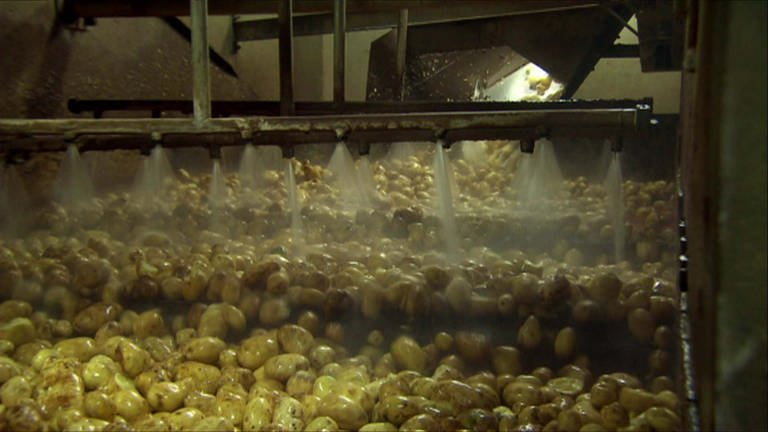 Wie wird aus Kartoffeln Plastik? · Frage trifft Antwort (Foto: SWR)
