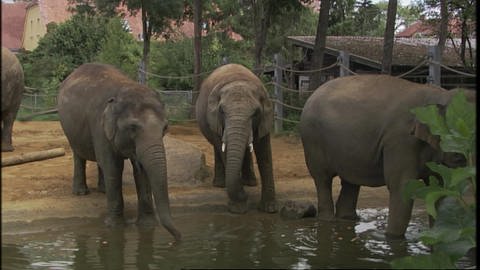Feinfühlige Rüssel bei Elefanten und Schweinen (Foto: SWR / WDR)