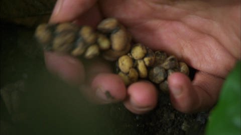 Tierischer Kaffee: Durch den Darm in die Tasse (Foto: SWR / WDR)