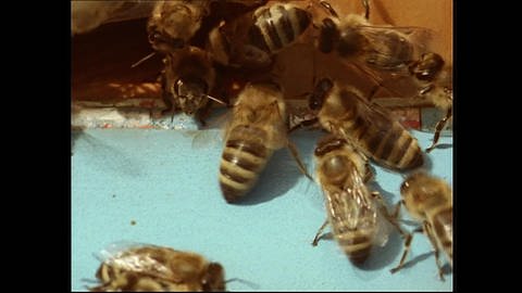Für die Königin - Die Organisation des Bienenstaates (Foto: SWR)