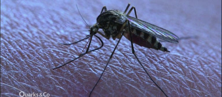 Gefährliche Mücken?:  Die Überträger von Zika, Dengue & Co. · Quarks bei Planet Schule (Foto: WDR)