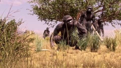 Australopithecus afarensis – gemeinsam ist man stärker! (Foto: SWR)