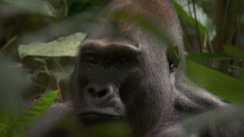 Stabile Gorilla-Anzahl trotz Forstwirtschaft (Foto: WDR)