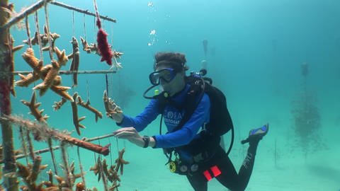 Aufforstung eines Korallenriffs (Foto: SWR / WDR)