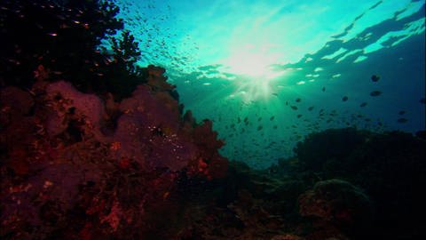 Am Great Barrier Reef sind viele Korallen krank (Foto: WDR)
