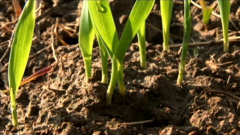 Sowing and growth (Foto: SWR)