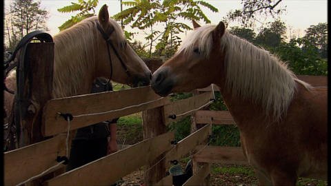Communicating with Odour - Butterflies, Horses, Humans (Foto: SWR / WDR)