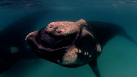 Wale, Robben, Jungschildkröten (Foto: SWR)