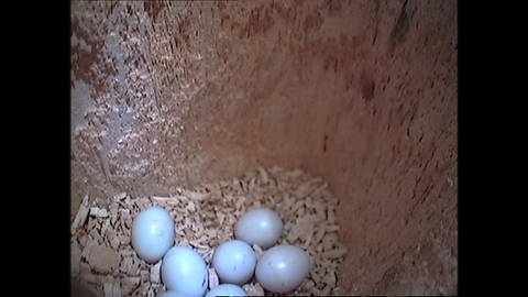 The woodpecker chicks hatch (Foto: SWR)