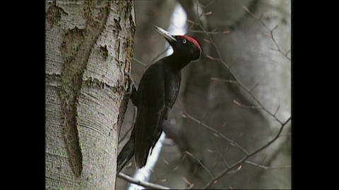 Woodpecker researchers (Foto: SWR)