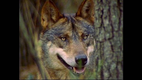 Bedrohte Tiere im Nationalpark: Iberische Wölfe (Foto: SWR)