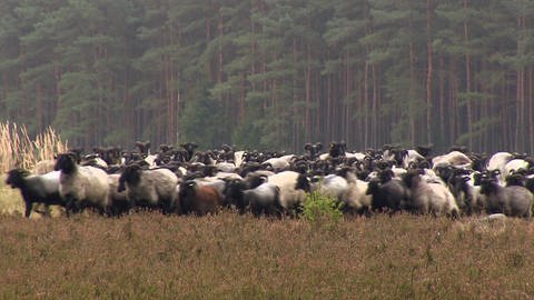 Eine Schafherde im Wald. (Foto: SWR / BR / WDR - Screenshot aus der Sendung)