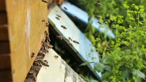 Bienen fliegen in einen Bienenstock.  (Foto: WDR - Screenshot aus der Sendung)