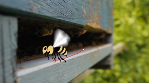 Zeichnung einer Biene vor ihrem Bienenstock. (Foto: WDR - Screenshot aus der Sendung)