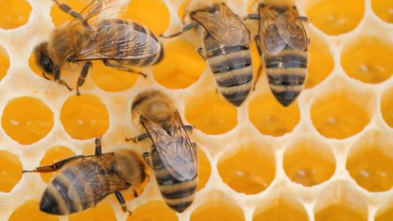 Aufnahme von oben: Bienen sitzen auf gelben Honigwaben.  (Foto: WDR - Screenshot aus der Sendung)